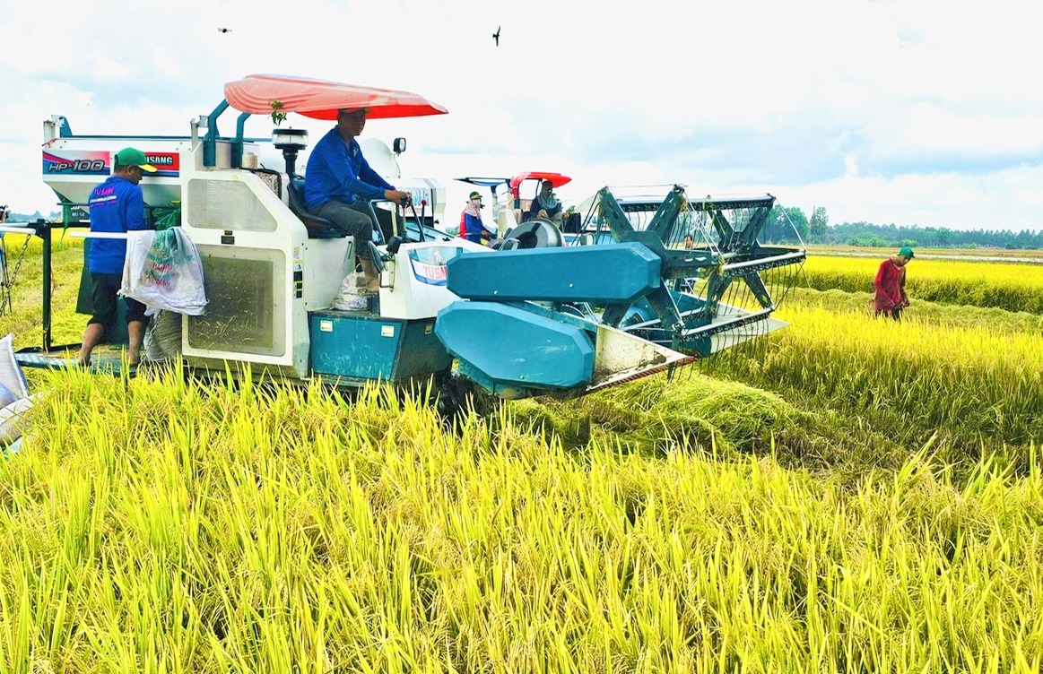 Giá lúa gạo hôm nay ngày 8/10: Gạo bình ổn, lúa tươi chững giá