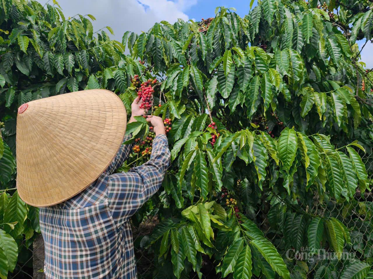 Giá cà phê hôm nay 11/10/2025: Giảm nhẹ 500 đồng/kg