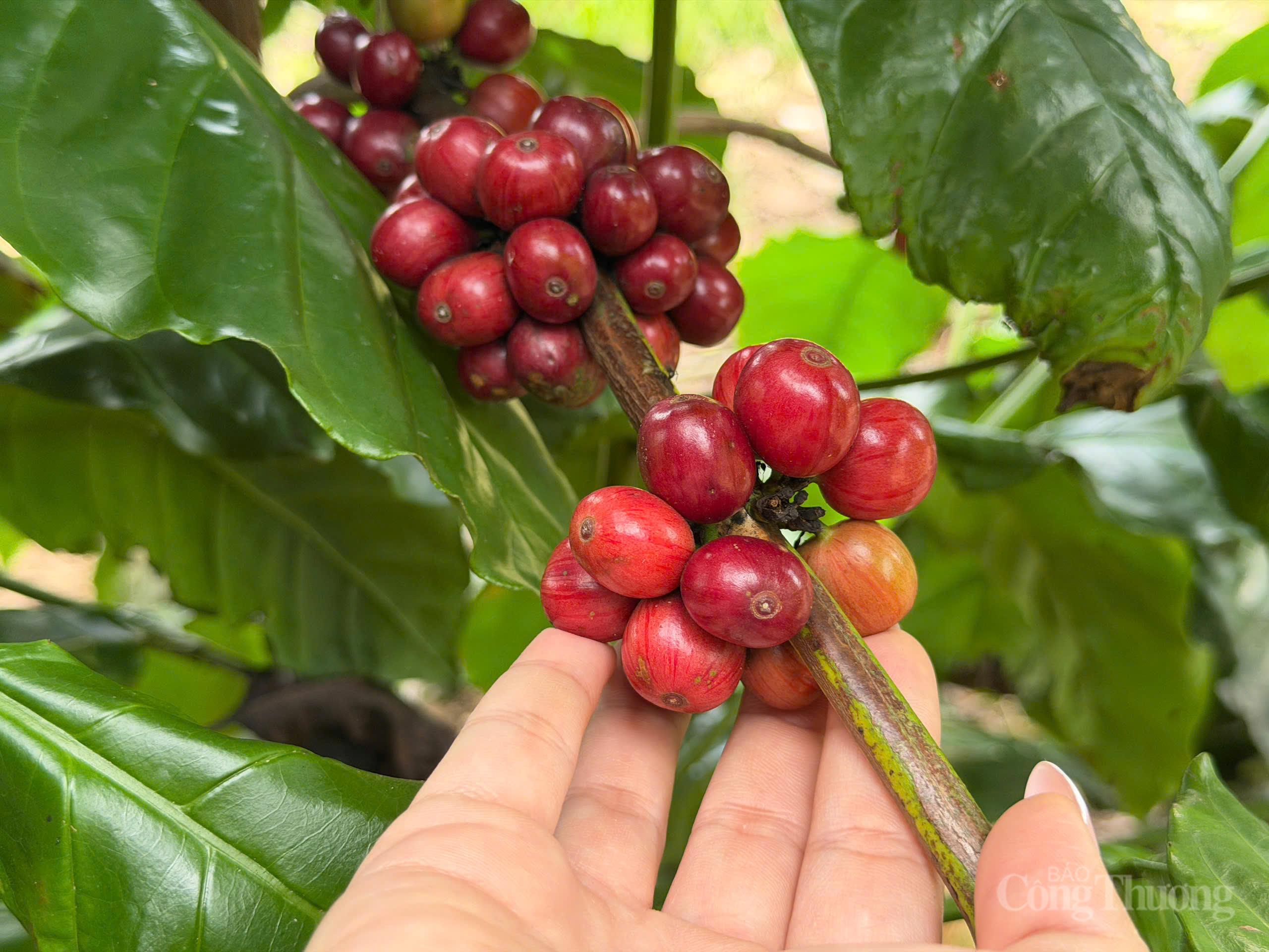 Giá cà phê hôm nay 12/10/2025: Trong nước giảm tiếp 500 - 700 đồng/kg