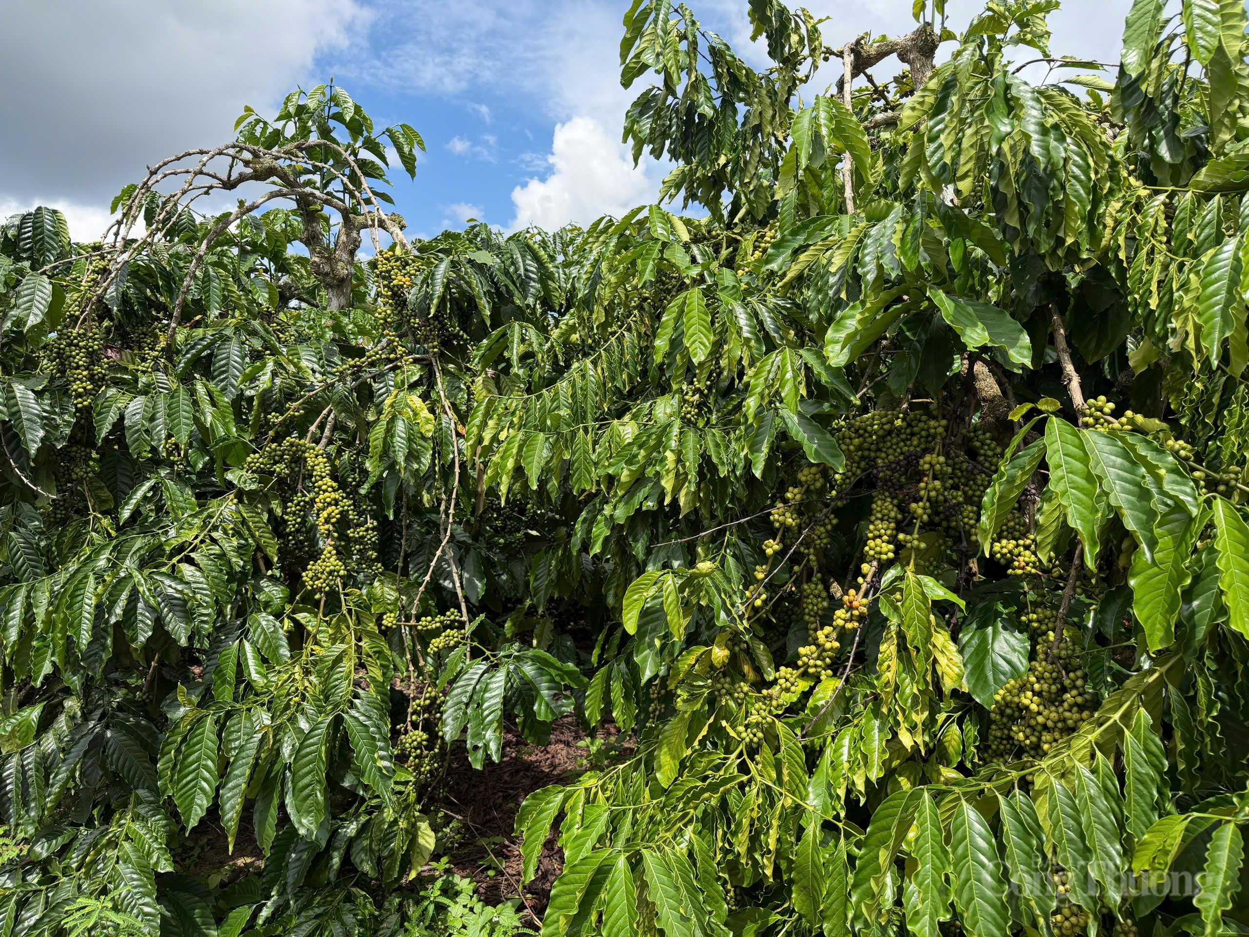 Giá cà phê hôm nay 13/10/2025: Thị trường đi ngang