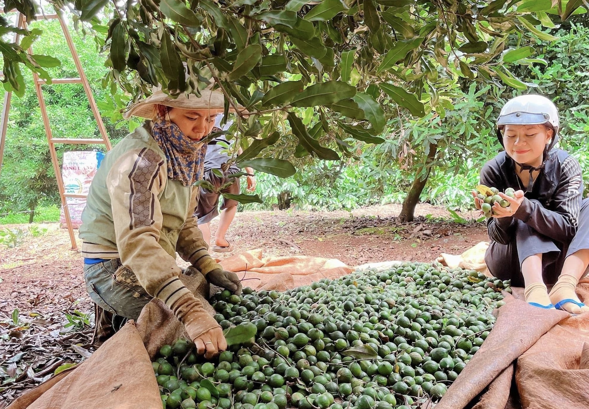 Gia Lai: Trái ngọt macca trên vùng đất khó Kbang