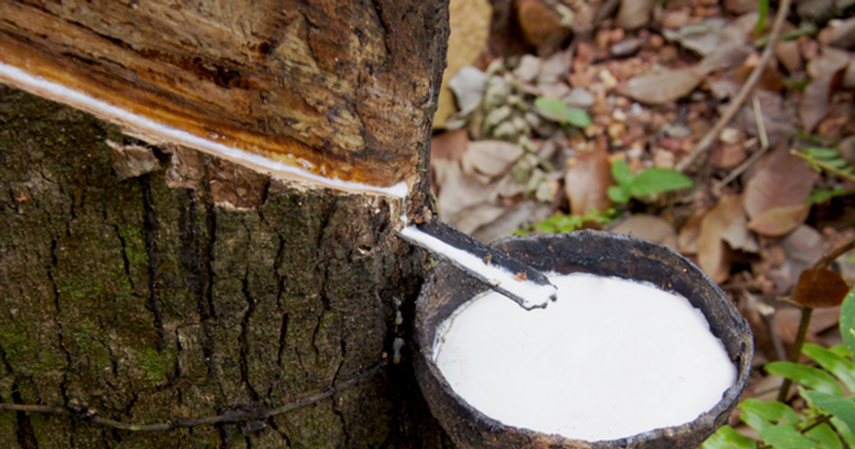 Nhập khẩu cao su giảm mạnh, giá tăng do nguồn cung gián đoạn