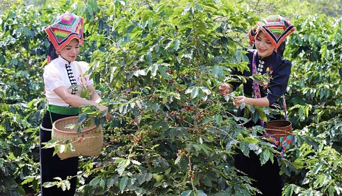 Xây dựng thương hiệu cà phê Arabica Sơn La qua Ngày hội Muổi Nọi 2025