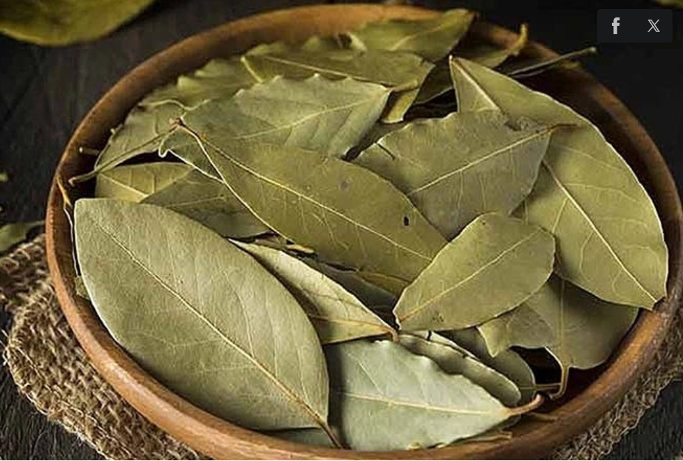 Xuất khẩu lá nguyệt quế của Việt Nam thu về 1,2 triệu USD