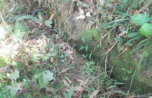 Xuất hiện vết nứt dài 100m sau núi, Quảng Ngãi sơ tán khẩn 61 hộ dân