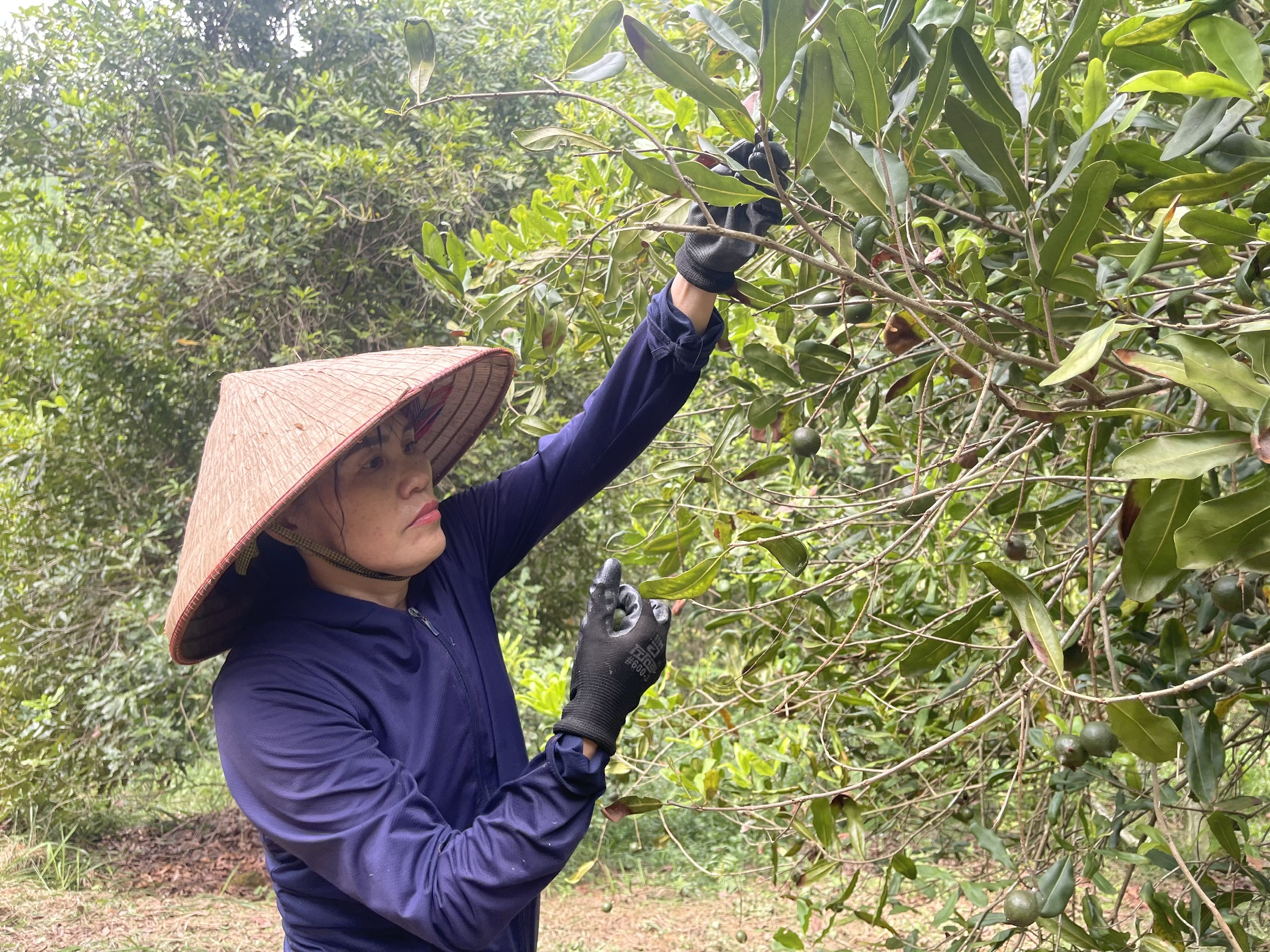 Từ cây mắc ca, mở hướng làm giàu cho đồng bào miền núi Lạng Sơn