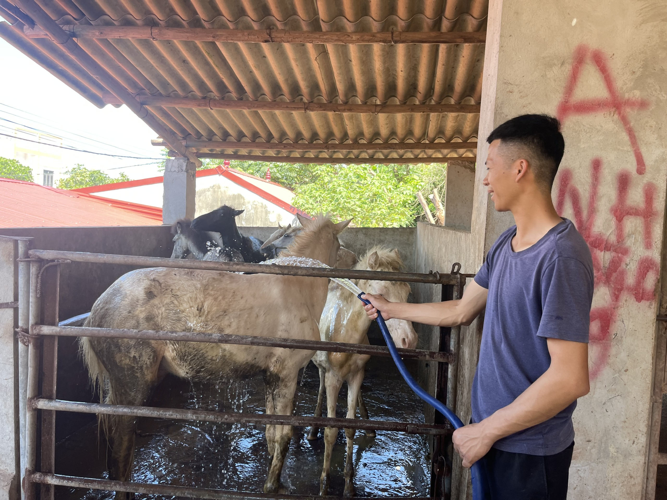 Từ con ngựa nhỏ đến giấc mơ lớn của người Biên Sơn