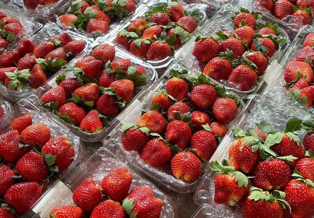 Dâu tây Việt Nam tăng trưởng, kim ngạch xuất khẩu tăng gần 1.000%