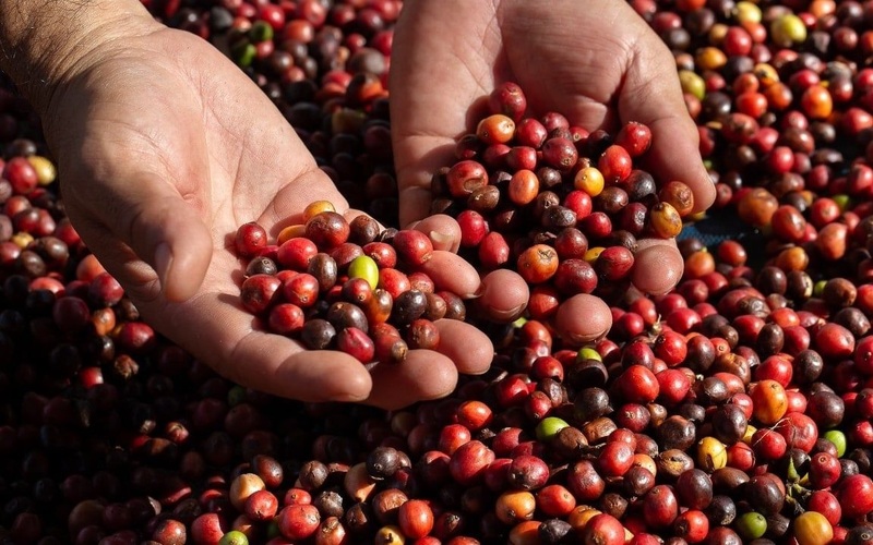 Nguồn cung khan hiếm, giá cà phê Robusta vượt mốc 4.600 USD/tấn