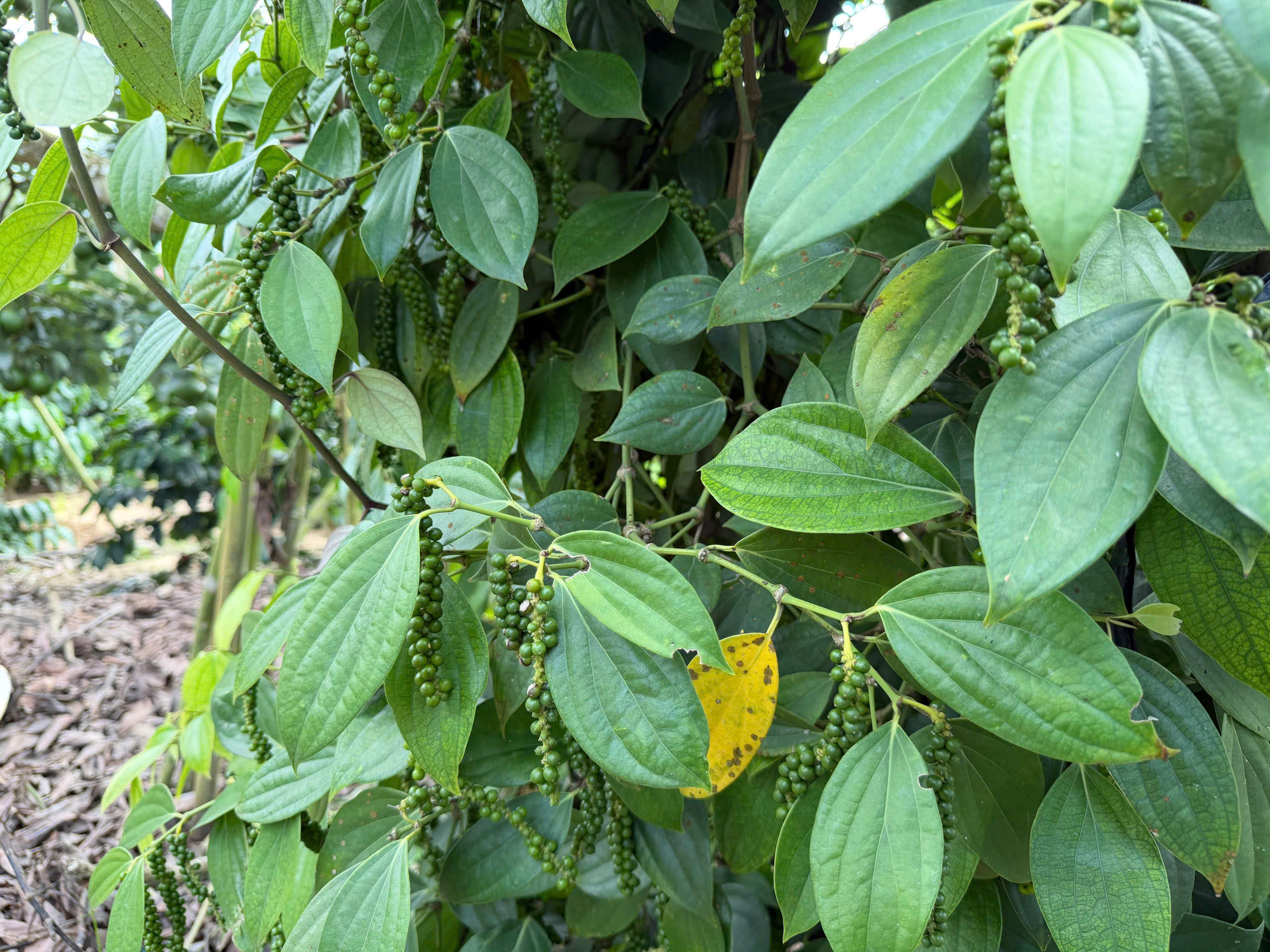 Giá tiêu hôm nay 22/10/2025: Tiếp tục neo cao