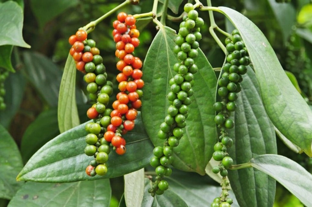 Hồ tiêu Việt Nam lập kỷ lục mới, kim ngạch vượt 1,33 tỷ USD