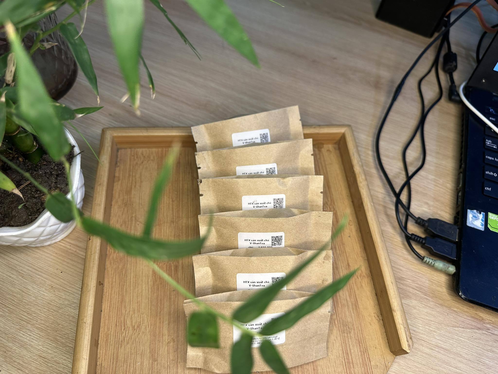 HTX V-Shantea và hành trình đưa trà Shan tuyết vươn tầm quốc tế