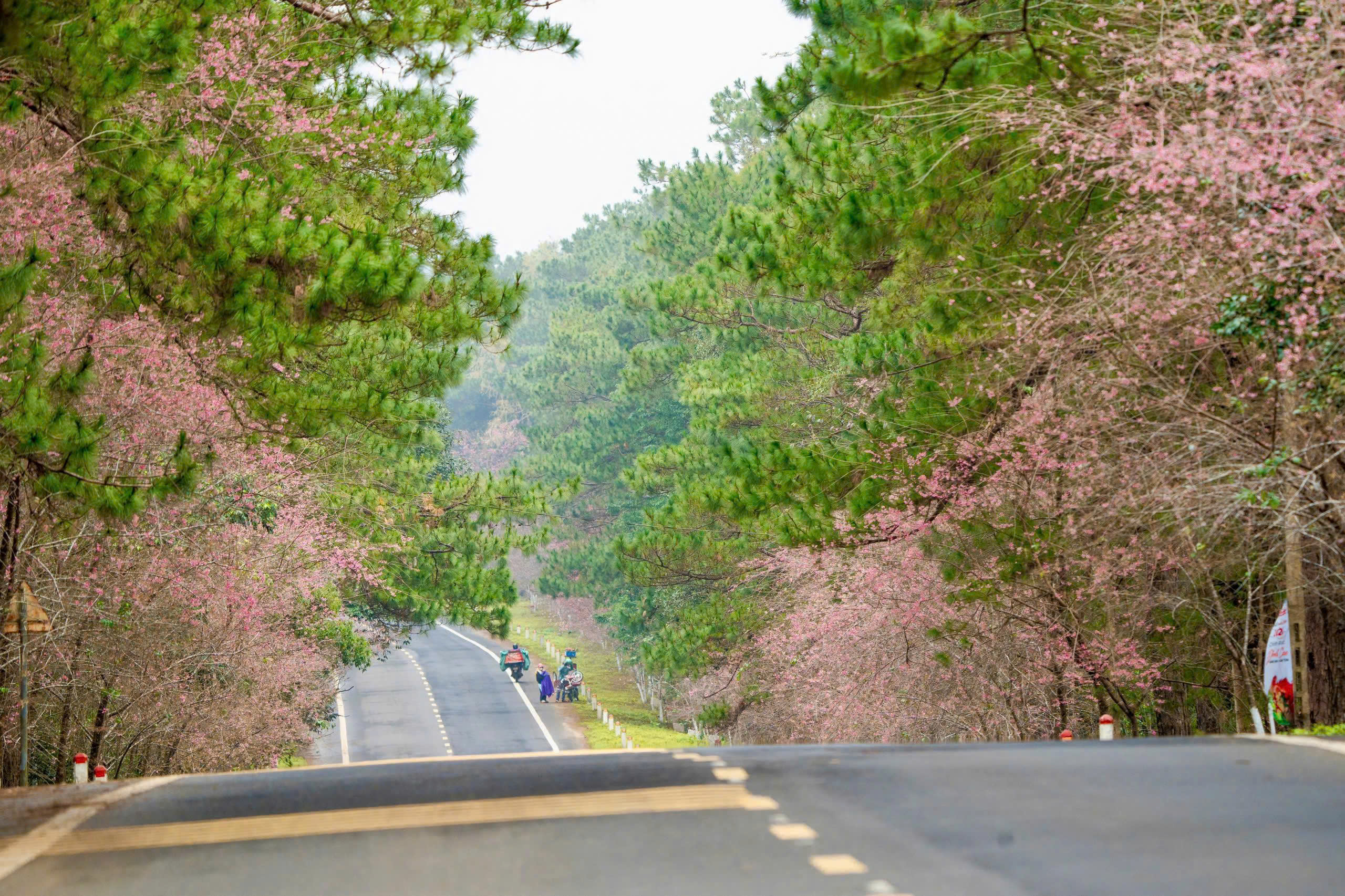Quảng Ngãi: Đầu tư Măng Đen thành khu du lịch sinh thái tầm quốc gia