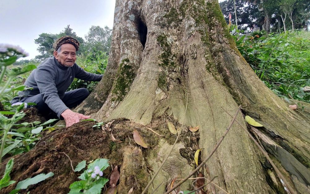Hà Tĩnh: Mục sở thị hai cây dó trầm hơn 200 tuổi trong ngôi đền cổ