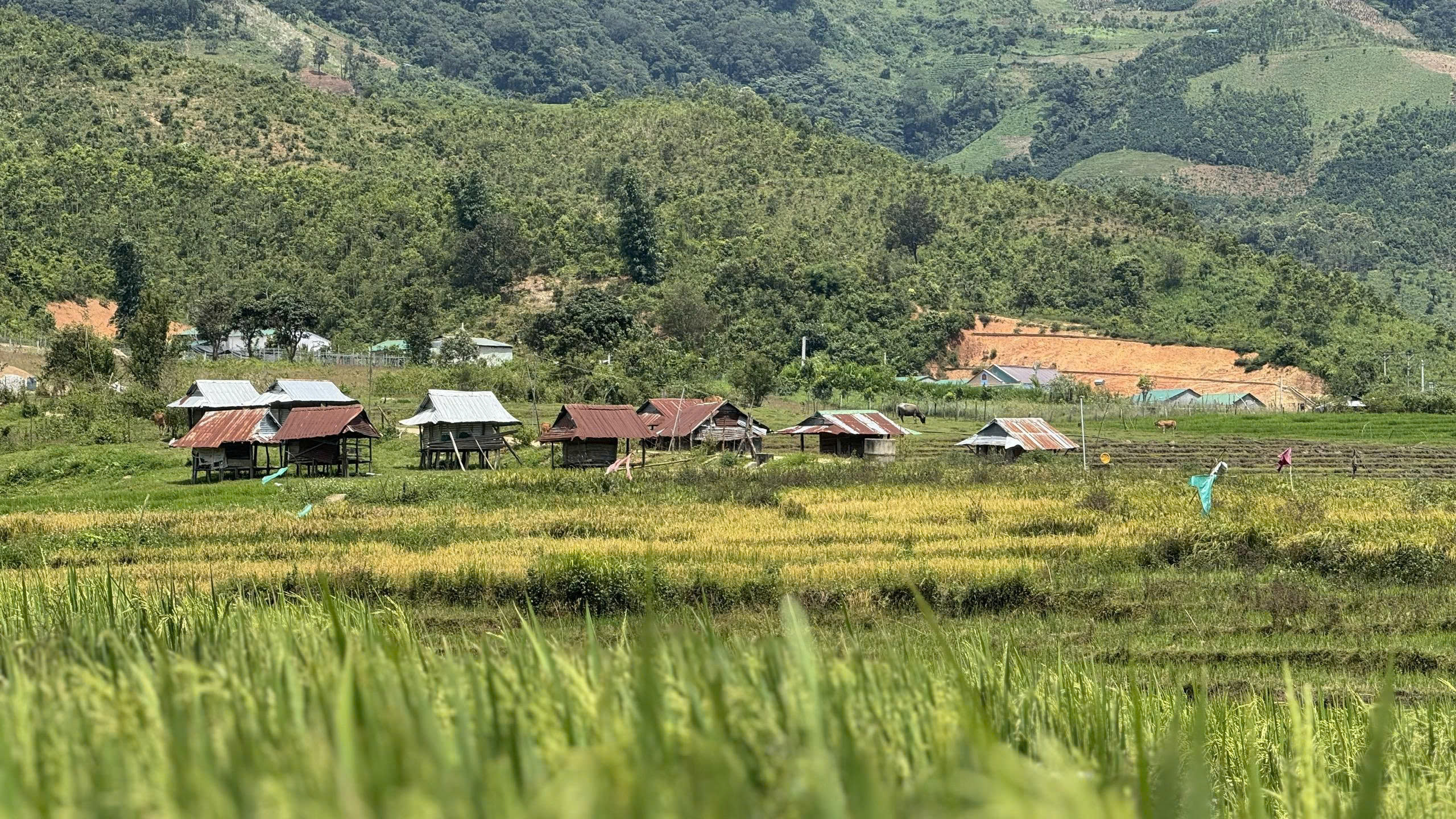 Quảng Ngãi: Đổi thay làng Xốp Dùi