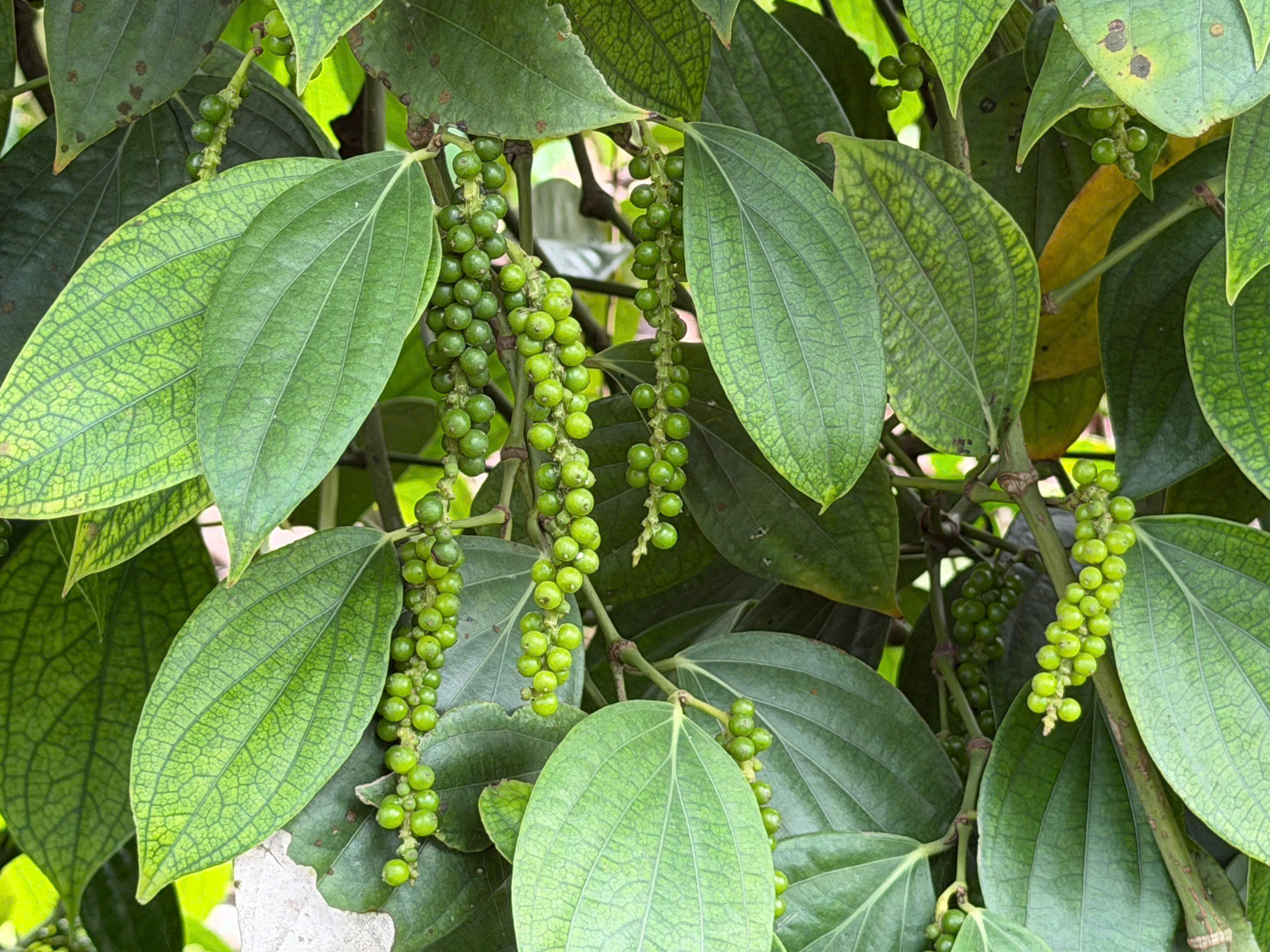 Giá tiêu hôm nay 27/10/2025: Dao động 142.000 - 143.000 đồng/kg