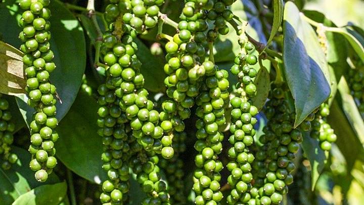 Hồ tiêu Việt Nam vượt kỷ lục xuất khẩu, hướng tới mốc 1,5 tỷ USD