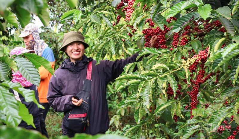 Hạt cà phê Việt và giấc mơ chinh phục thị trường Mỹ