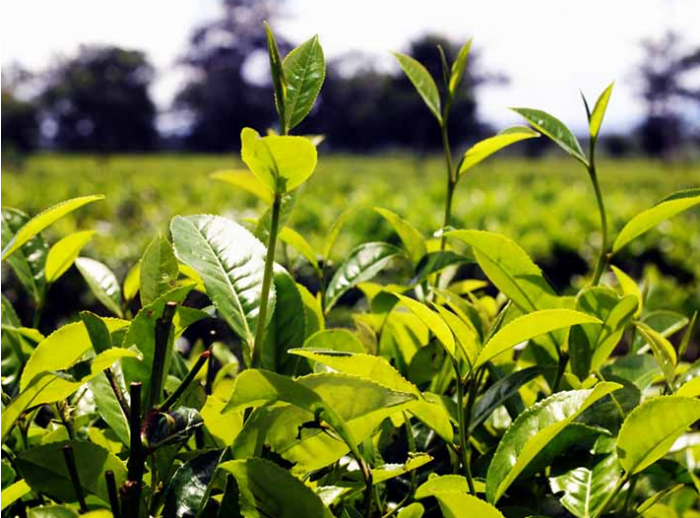 Xuất khẩu chè sang các thị trường chính đều giảm nhẹ