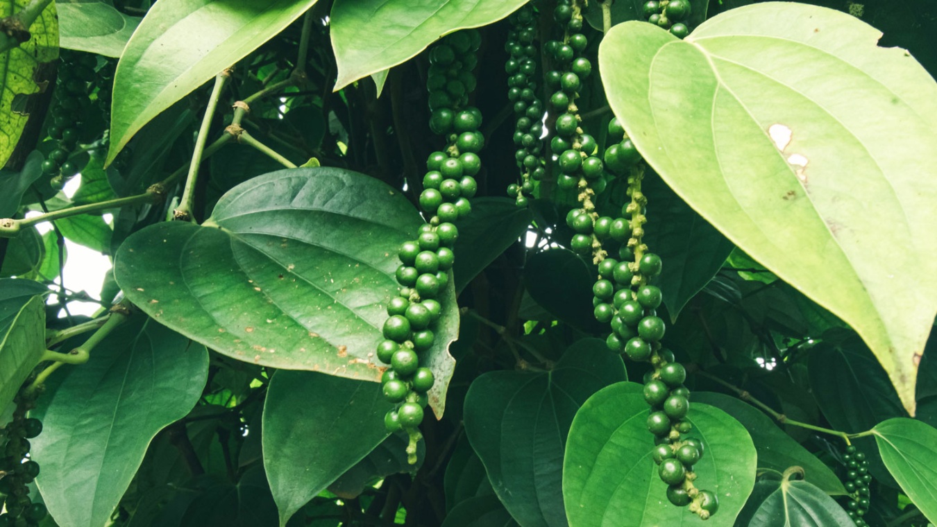 Nhập khẩu hồ tiêu lập kỷ lục, doanh nghiệp tăng mua phục vụ chế biến