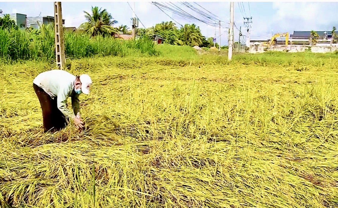 Vĩnh Long: Lúa thu đông nguy cơ mất mùa do triều cường, mưa lớn
