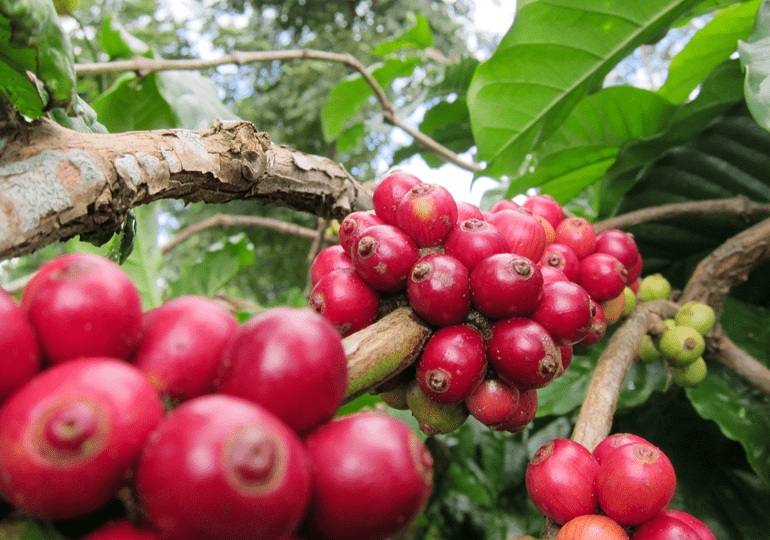 Giá cà phê Arabica tăng hơn 4%, vượt mốc 8.900 USD/tấn
