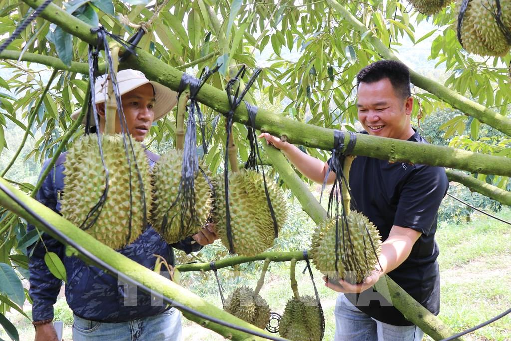 Khánh Hòa: Cây đặc sản vươn mình giữa đại ngàn