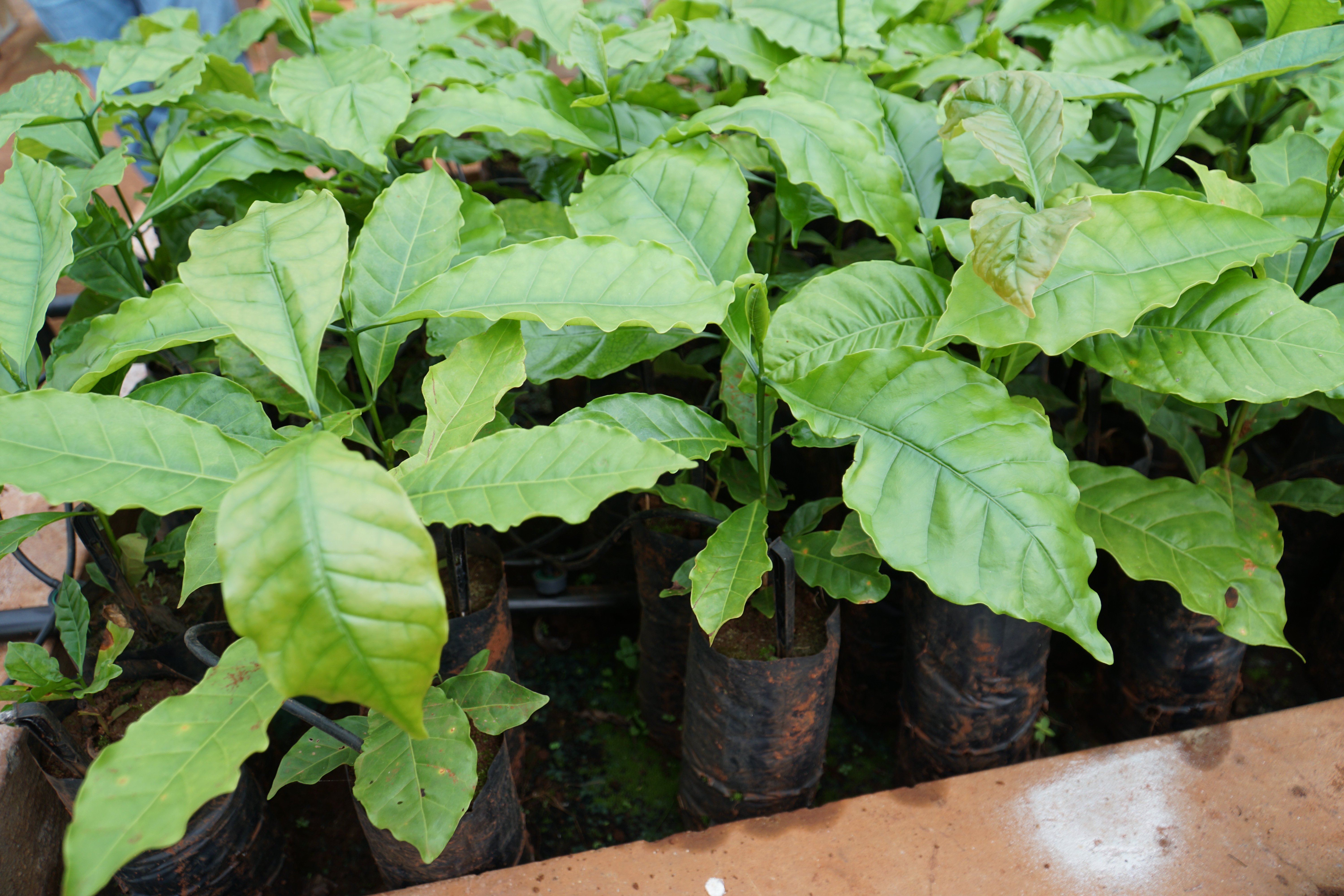 Hình thành chuỗi liên kết tiêu thụ cà phê đặc sản miền núi Quảng Ngãi