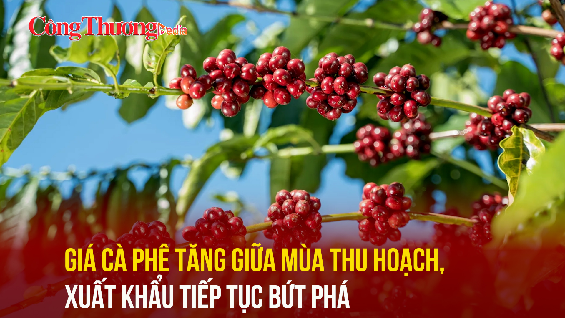 Giá cà phê tăng giữa mùa thu hoạch, xuất khẩu tiếp tục bứt phá