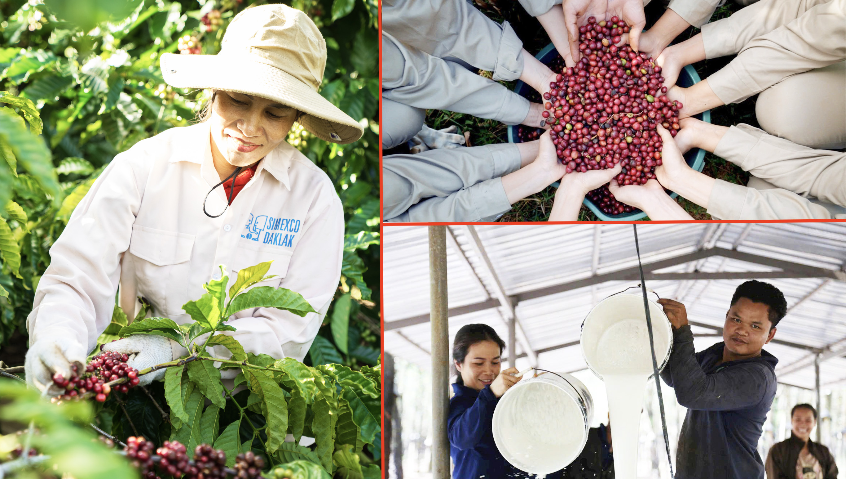 Truy xuất nguồn gốc đưa nông sản Đắk Lắk vươn ra thế giới - Bài 2: Những doanh nghiệp tiên phong