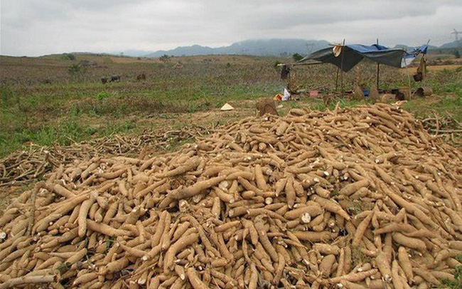 Xuất khẩu sắn tăng mạnh, đạt hơn 1 tỷ USD sau 10 tháng năm 2025