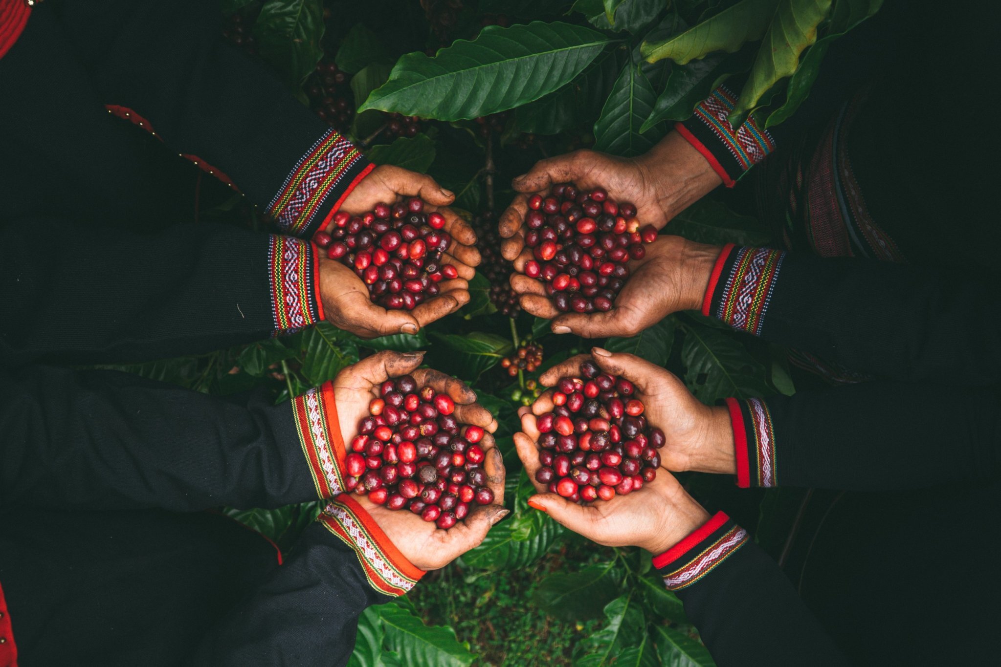 Liên kết bền vững, nâng tầm hạt cà phê Tây Nguyên