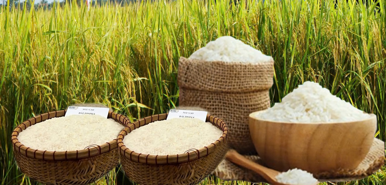 Giá lúa gạo hôm nay ngày 16/11 và tuần qua: Thị trường lặng sóng