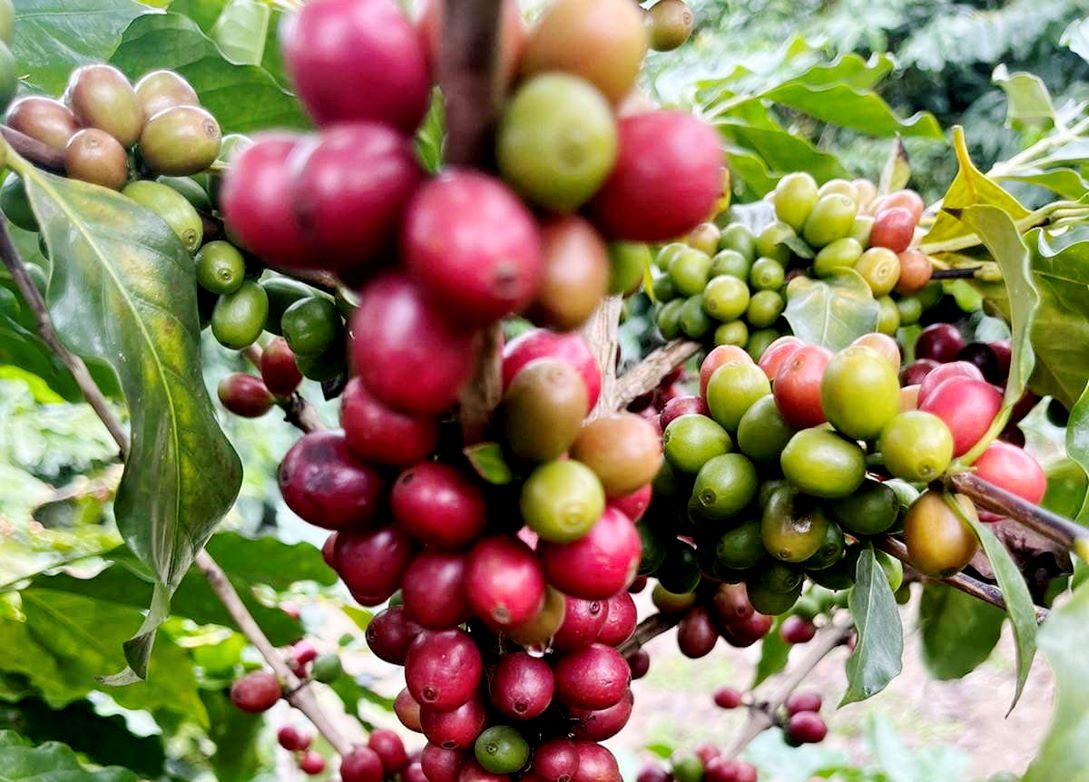 Niên vụ 2026-2027 có thể dư 7-10 triệu bao, cà phê đối diện áp lực mới 