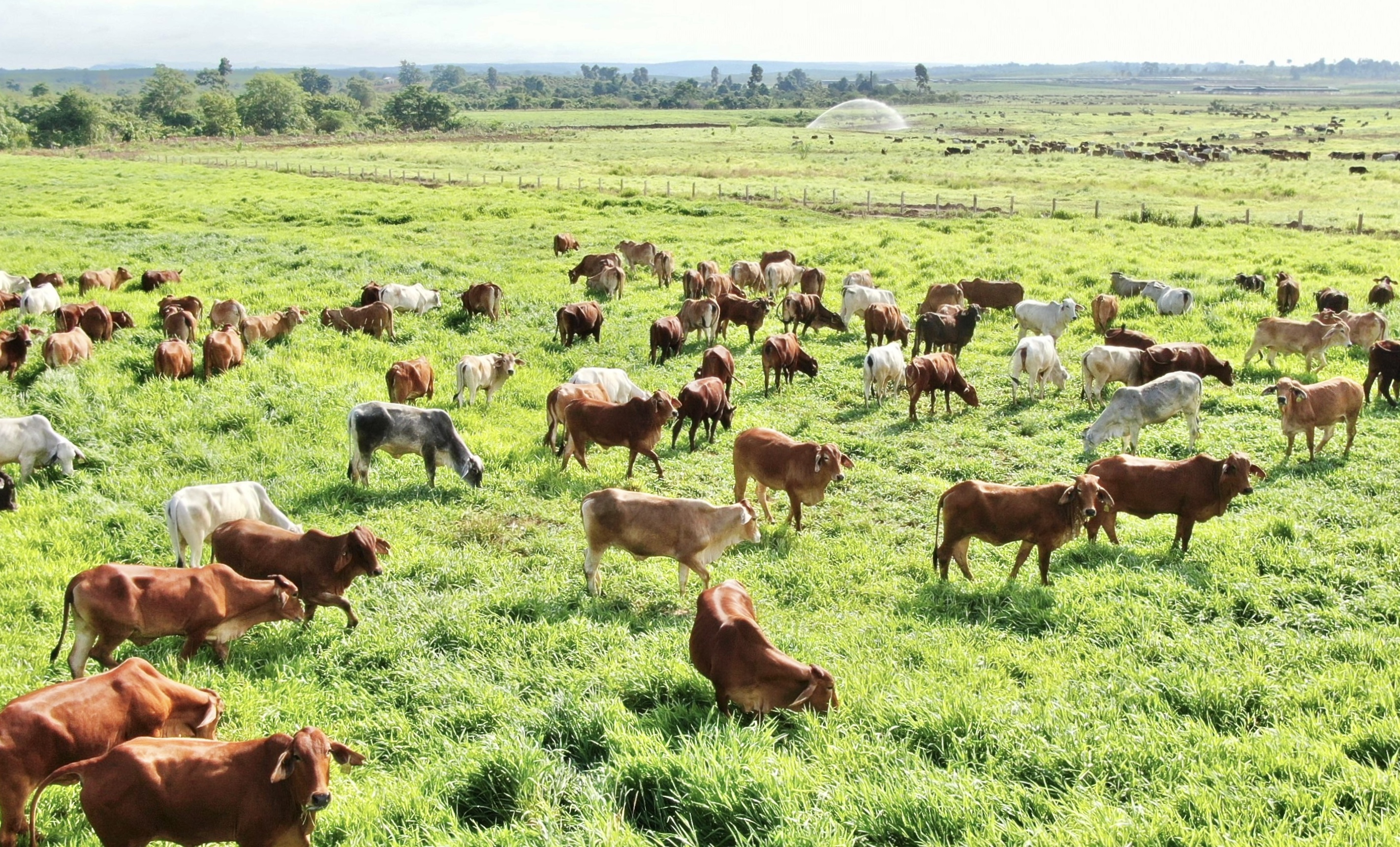 Gia Lai 'bắt tay' doanh nghiệp kiến tạo nền nông nghiệp hiện đại