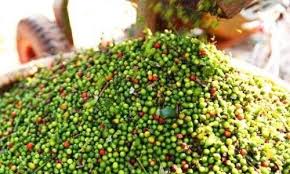 Infographic | Xuất khẩu tiêu Việt Nam lập kỷ lục mới, đạt 1,39 tỷ USD