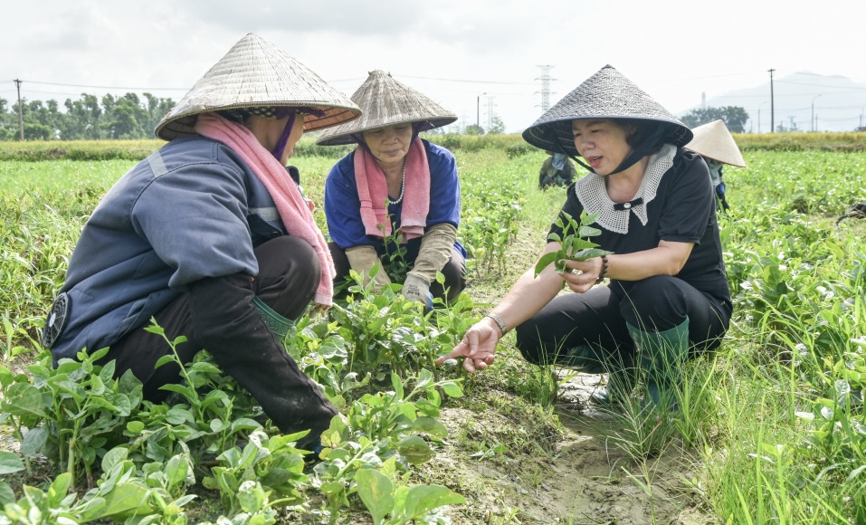 Quảng Ninh: Nâng tầm thương hiệu nông sản OCOP, mở rộng xuất khẩu