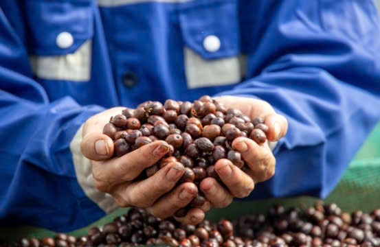 Cà phê, điều, hồ tiêu lập kỷ lục, nông sản Việt bứt phá mạnh 