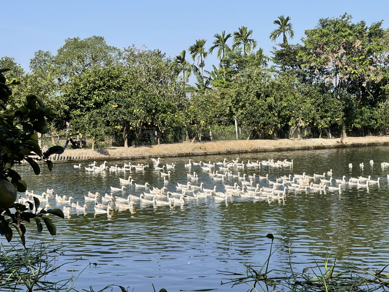 Nhân rộng mô hình chăn nuôi, nông dân vươn lên thoát nghèo