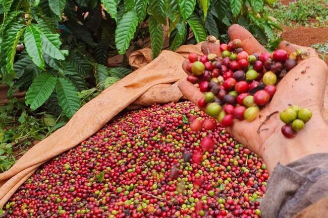 Giá cà phê Robusta tăng trở lại trước nguy cơ thiếu hụt nguồn cung