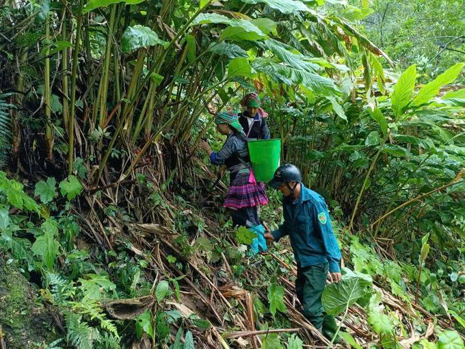 Thảo quả đỏ và hành trình hồi sinh những mái nhà vùng biên