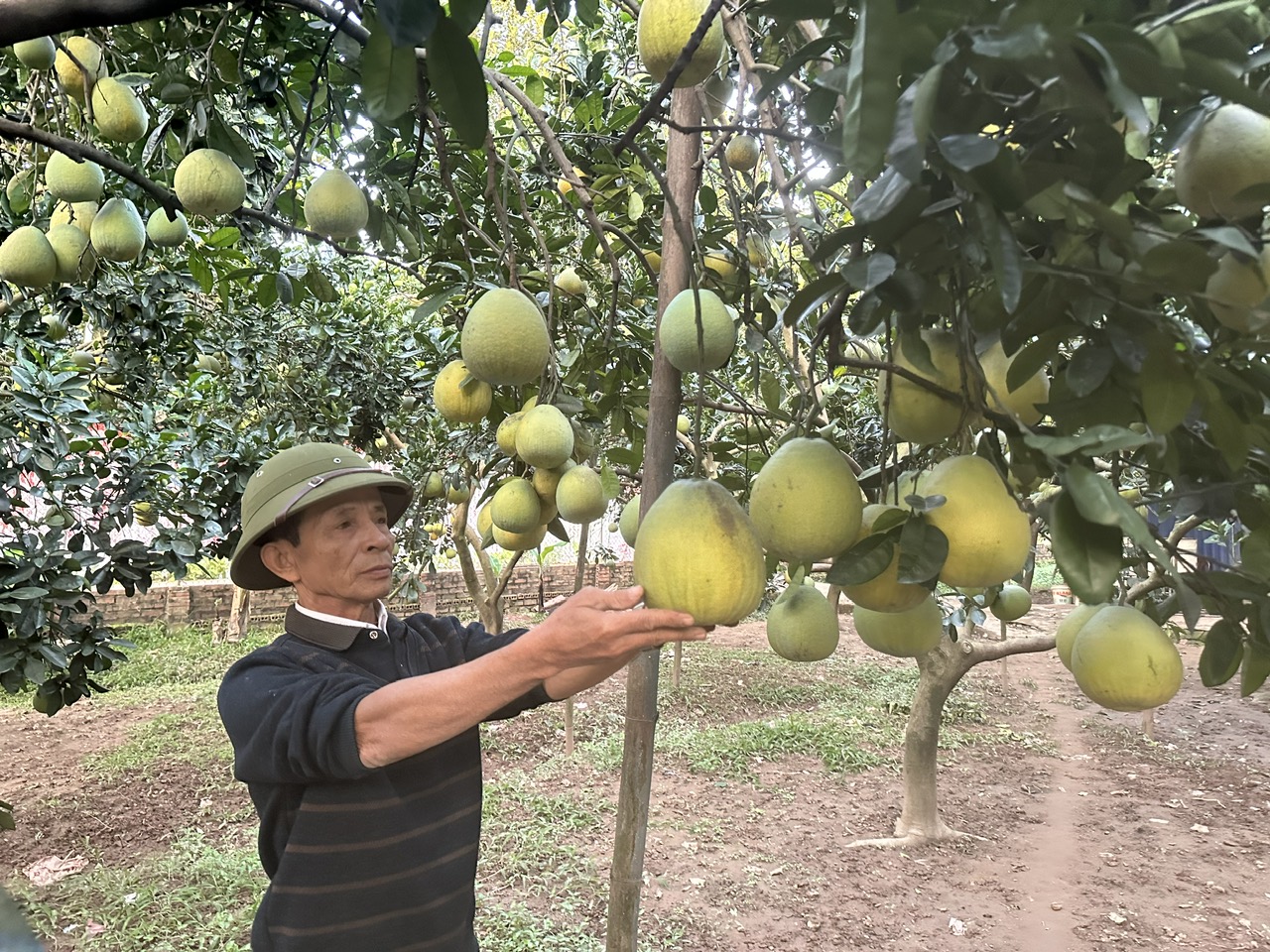 Phú Thọ mở rộng vùng nguyên liệu xuất khẩu