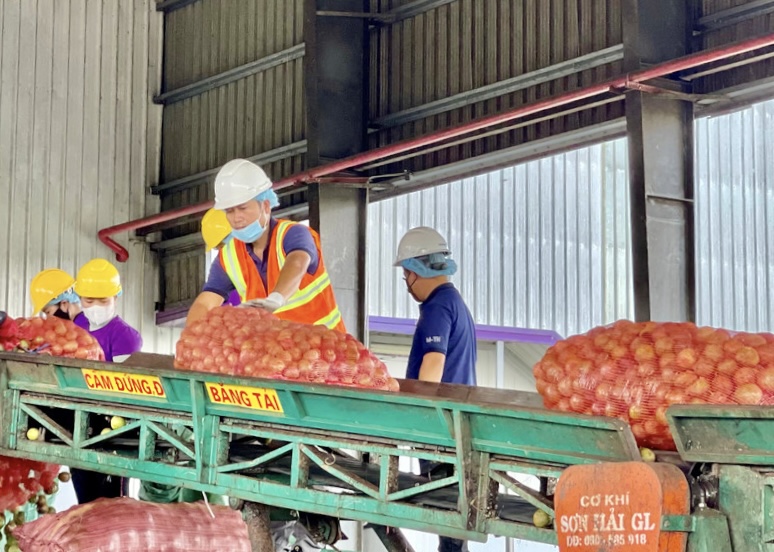 Gia Lai mở rộng hợp tác với Singapore, thúc đẩy xuất khẩu nông sản