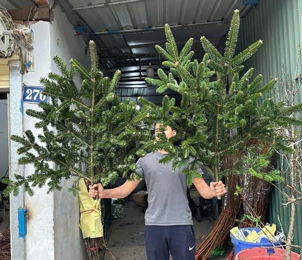 Người dân 'săn lùng' cành thông tươi nhập khẩu đón Giáng sinh