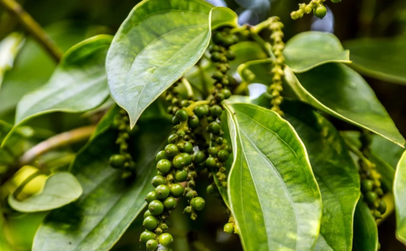 11 tháng, Việt Nam là thị trường xuất khẩu lớn nhất hồ tiêu Brazil