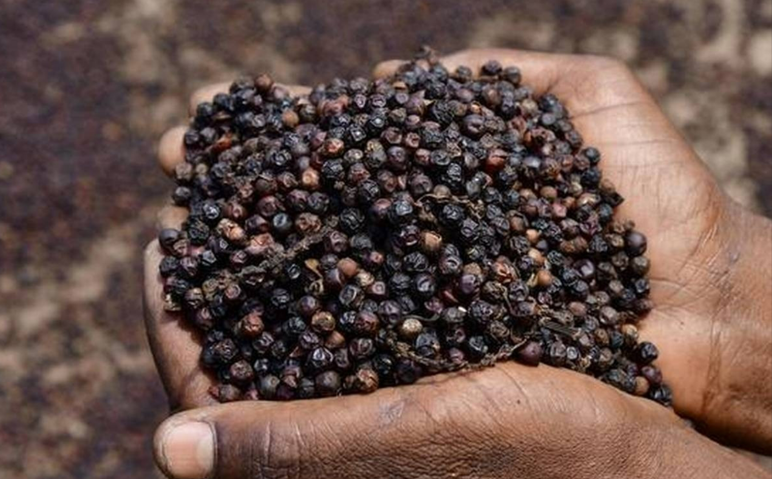 Quy tắc xuất xứ hàng hóa, chìa khóa ưu đãi FTA cho hồ tiêu Việt