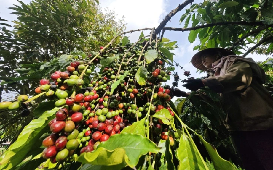 11 tháng, xuất khẩu cà phê đạt 7,94 tỷ USD, tăng gần 61% giá trị