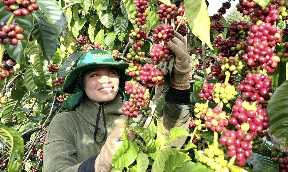 Gia Lai rút ngắn thủ tục cấp C/O cho ngành cà phê, hồ tiêu