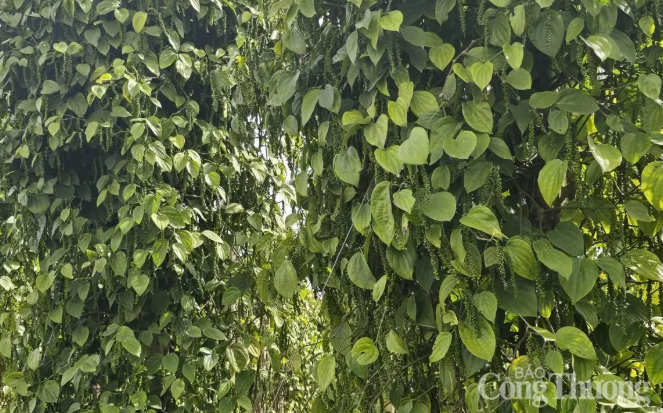 Giá hồ tiêu neo cao, thị trường xuất khẩu giữ nhịp tăng trưởng 