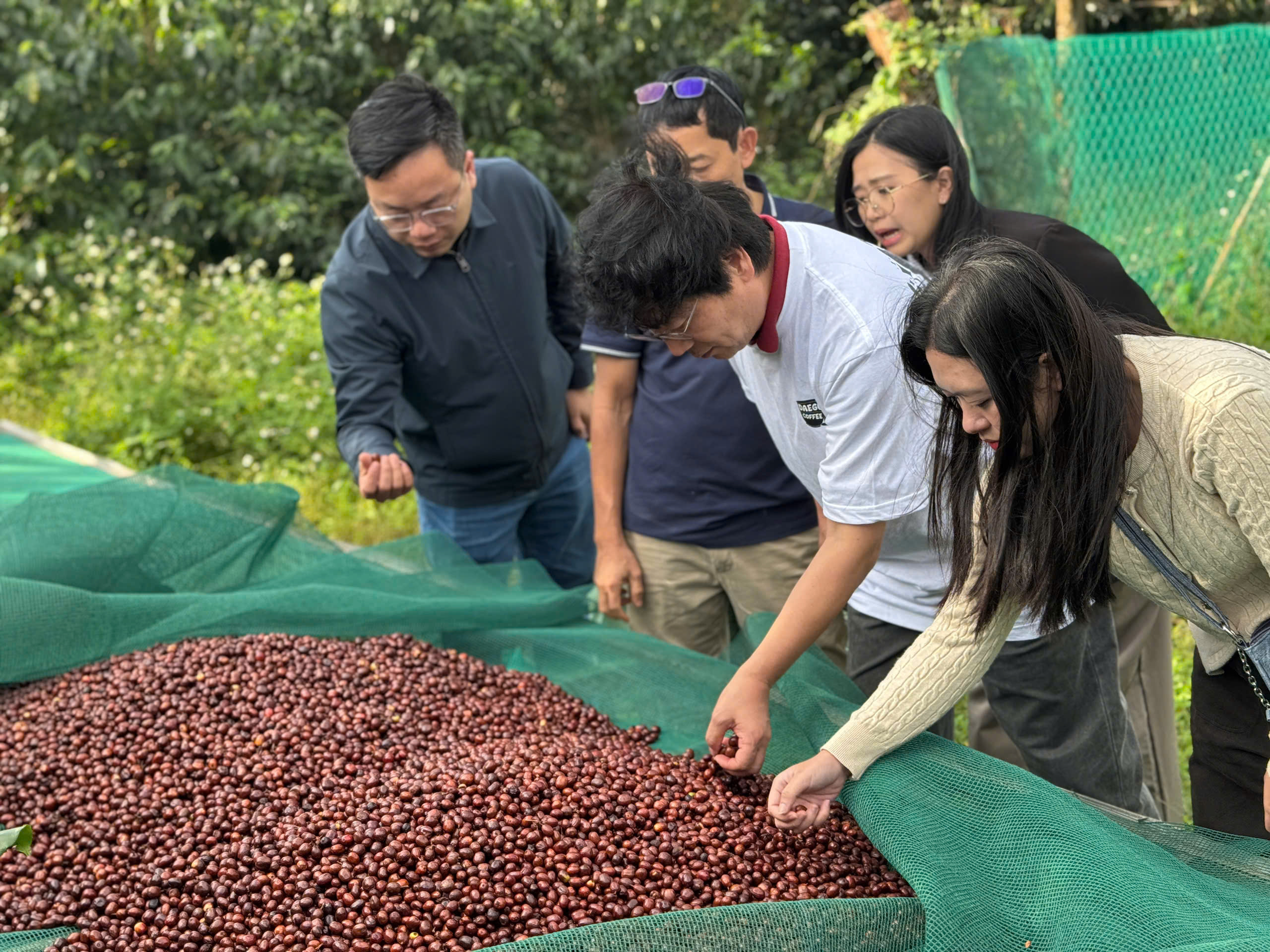 Doanh nghiệp quốc tế đánh giá Việt Nam là quốc gia số 1 về cà phê Robusta